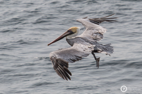 Pelecanus occidentalis / Brown Pelican / Braunpelikan