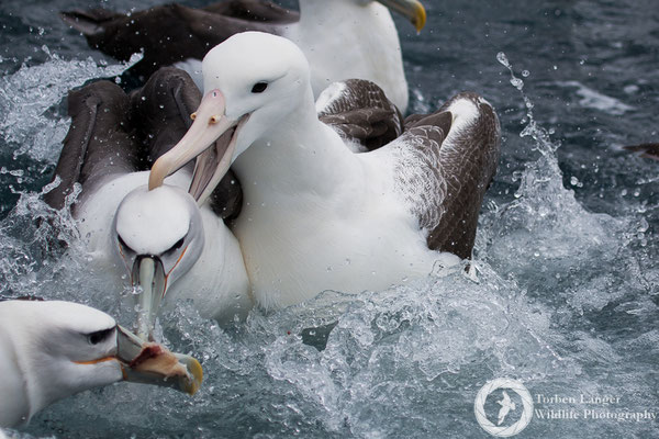 Diomedea epomorpha / Southern Royal Albatross / Südlicher Königsalbatros & Thalassarche steadi / White-capped Albatross / Aucklandalbatros