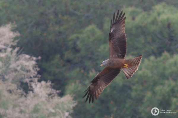 Black Kite
