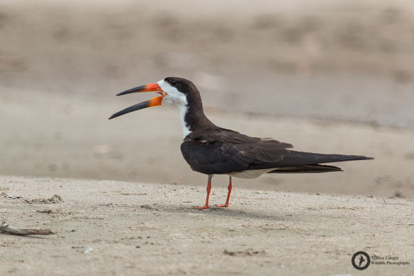 Rynchops niger / Black Skimmer / Amerikanischer Scherenschnabel