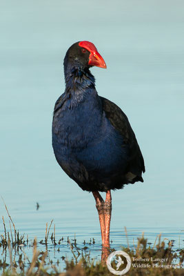 Porphyrio porphyrio / Purple Swamphen / Purpurhuhn / Pukeko