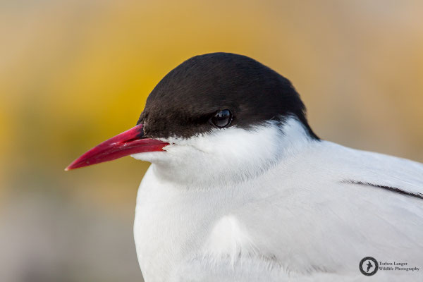 Sterna paradisaea / Arctic Tern / Küstenseeschwalbe