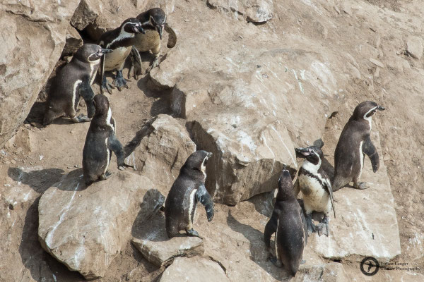 Spheniscus humboldti / Humboldt Penguin / Humboldtpinguin
