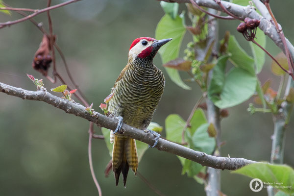 Golden-olive Woodpecker