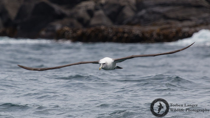 Thalassarche steadi / White-capped Albatross / Aucklandalbatros