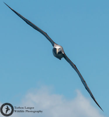 Thalassarche salvini / Salvin's Albatross / Salvinalbatros