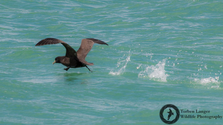 Procellaria aequinoctialis / White-chinned Petrel / Weißkinn-Sturmvogel