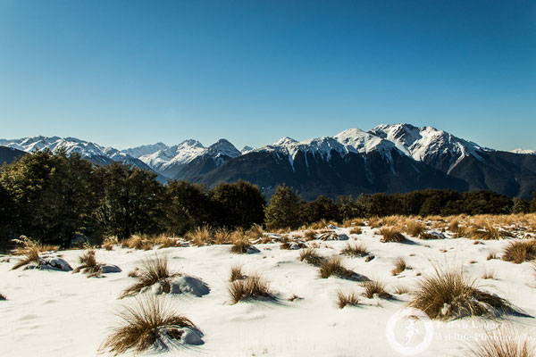 Hiking in Craigieburn Forest Park
