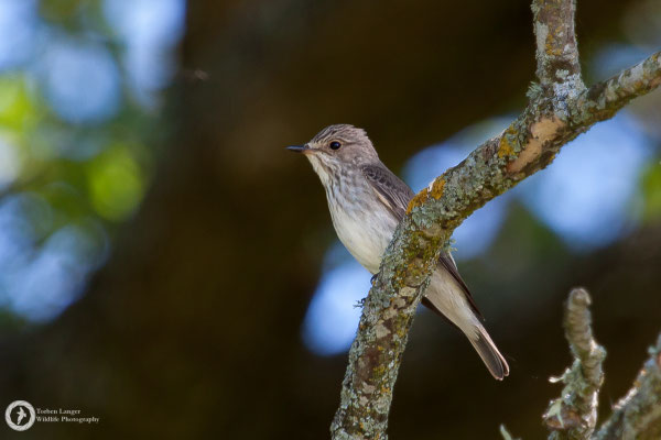 Muscicapa striata / Spotted Flycatcher / Grauschnäpper