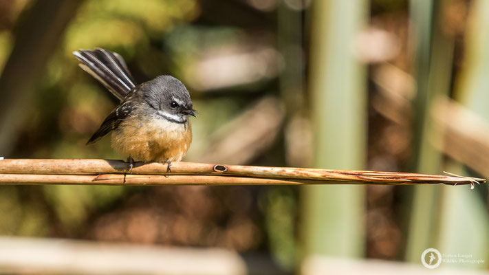 Rhipidura fuliginosa / New Zealand Fantail / Neuseeland-Fächerschwanz