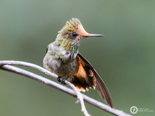 Rufous-crested Coquette