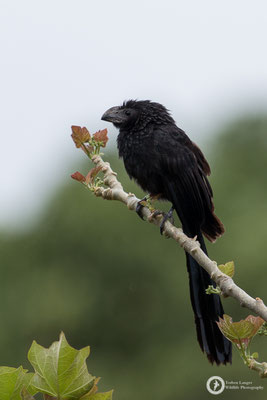 Groove-billed Ani