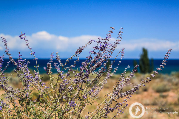 Issyk-Kul