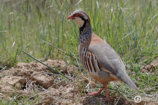 Red-legged Partridge