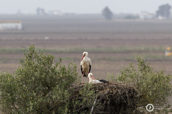 More White Storks on their nest