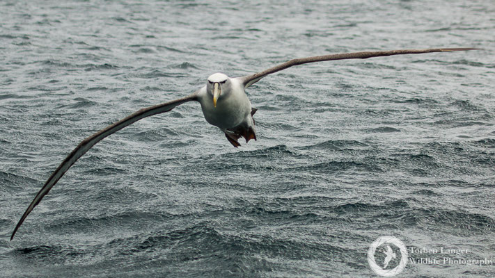 Thalassarche steadi / White-capped Albatross / Aucklandalbatros