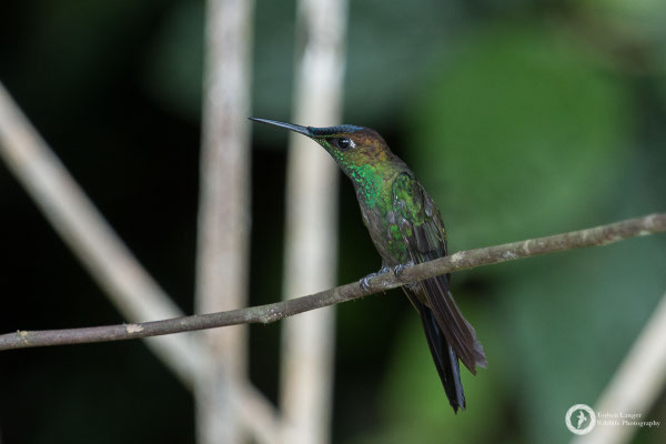 Violet-fronted Brilliant
