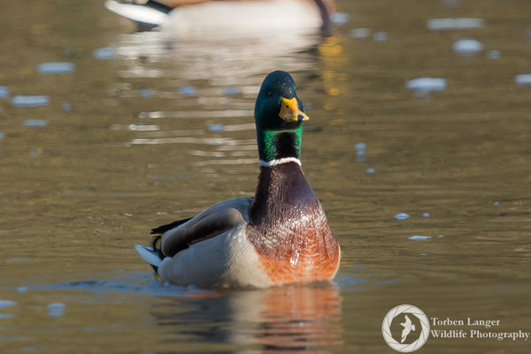 Anas platyrhynchos / Mallard / Stockente ♂