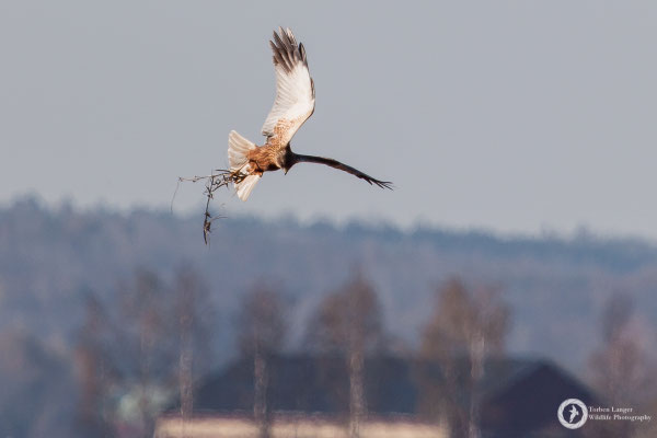 Circus aeruginosus / Western Marsh Harrier / Rohrweihe ♂