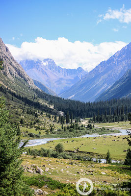 A sunny day in the valley