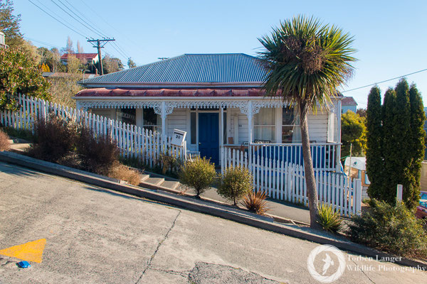 Baldwin Street in Dunedin - the steepest road in the world