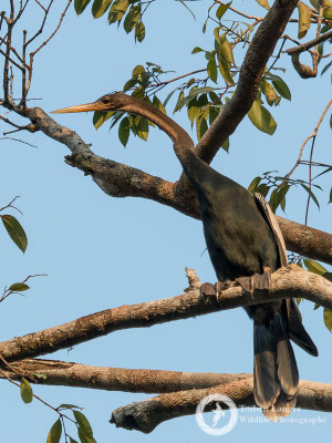 Anhinga anhinga / Anhinga / Amerikanischer Schlangenhalsvogel