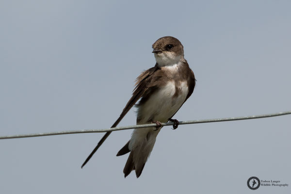 Riparia riparia / Collared Sand Martin / Uferschwalbe