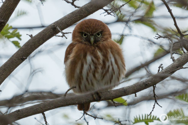 Peruvian Pygmy-Owl