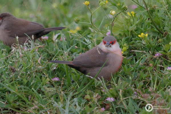 I think this is a common Waxbill... or maybe a Black-rumped Waxbill? I don't know, but certainly not native to Spain