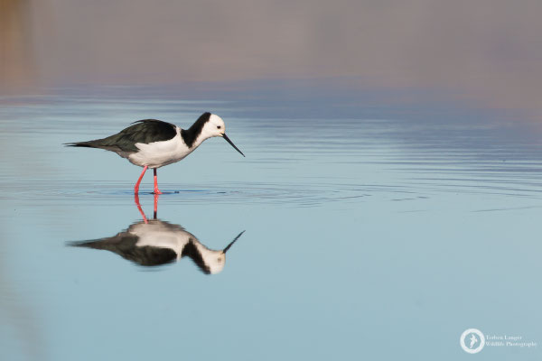 Himantopus himantopus ssp. leucocephalus / Black-winged Stilt / Stelzenläufer