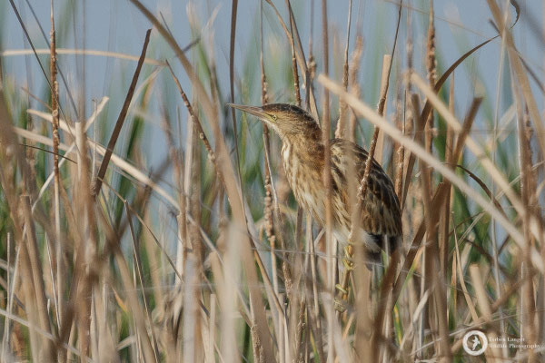 Little Bittern