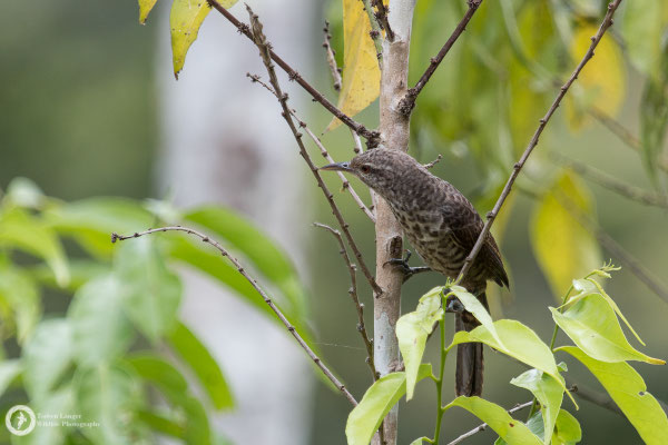 Campylorhynchus turdinus / Thrush-like Wren / Drosselzaunkönig