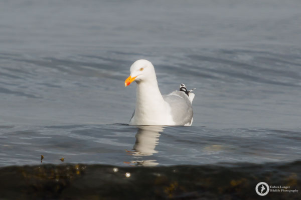 Larus argentatus / European Herring Gull / Silbermöwe