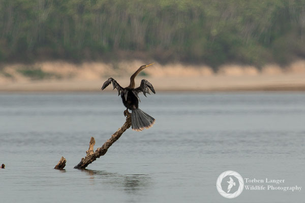 Anhinga anhinga / Anhinga / Amerikanischer Schlangenhalsvogel