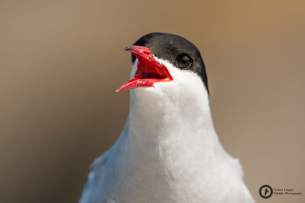 Sterna paradisaea / Arctic Tern / Küstenseeschwalbe
