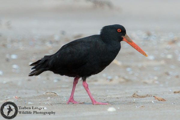 Haematopus unicolor / Variable Oystercatcher / Neuseeländischer Austernfischer