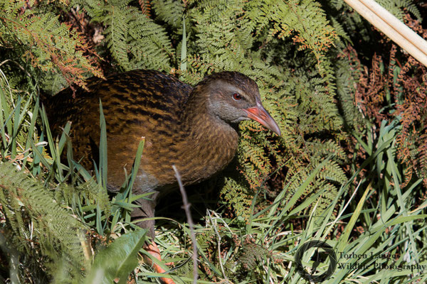 Gallirallus australis / Weka / Wekaralle