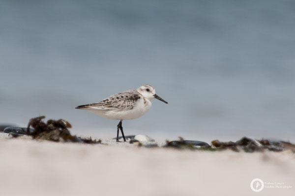 Sanderling