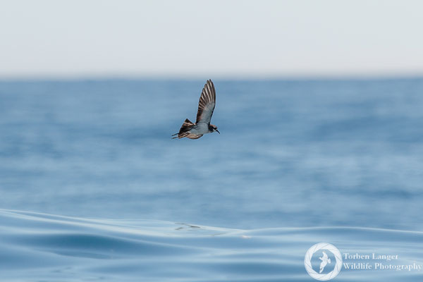 Pelagodroma marina / White-faced Storm Petrel / Weißgesicht-Sturmschwalbe