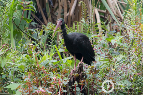 Phimosus infuscatus / Bare-faced Ibis / Mohrenibis