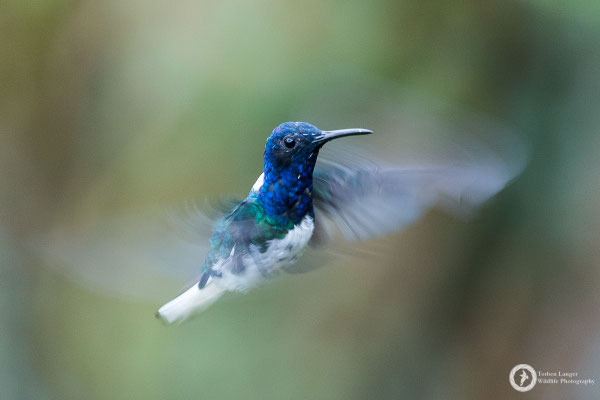 White-necked Jacobin