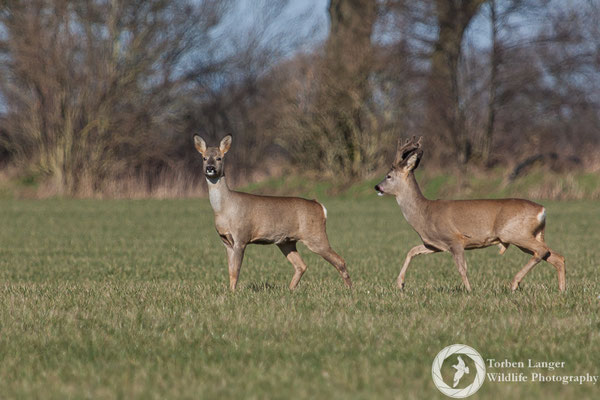 Capreolus capreolus / Roe Deer / Reh