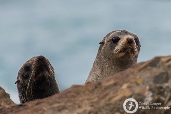 Arctocephalus forsteri / New Zealand Fur Seal / Neuseeländischer Seebär