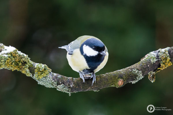 Parus major / Great Tit / Kohlmeise