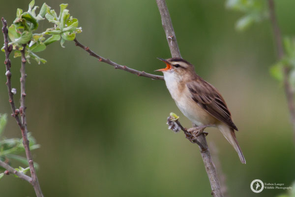 Acrocephalus schoenobaenus / Sedge Warbler / Schilfrohrsänger
