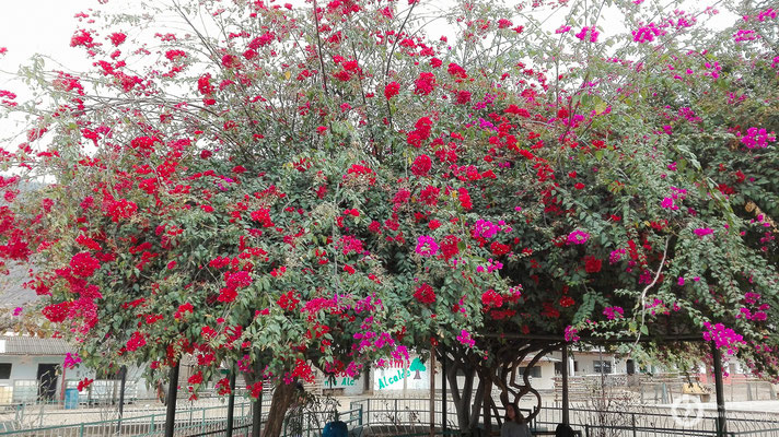 Bougainvilleas