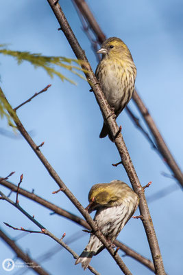 Spinus spinus / Eurasian Siskin / Erlenzeisig