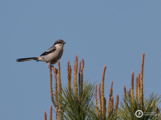 Iberian Grey Shrike - endemic to Iberia and SW France