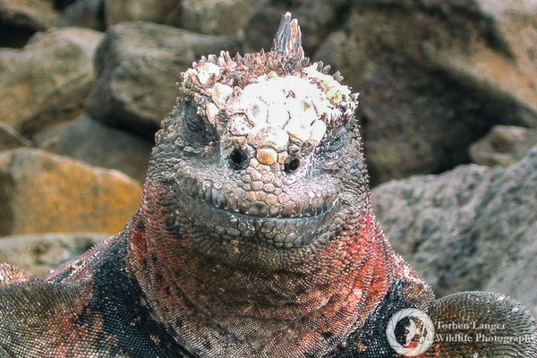 Amblyrhynchus cristatus / Marine Iguana / Meerechse
