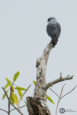 Ictinia plumbea / Plumbeous Kite / Schwebeweih